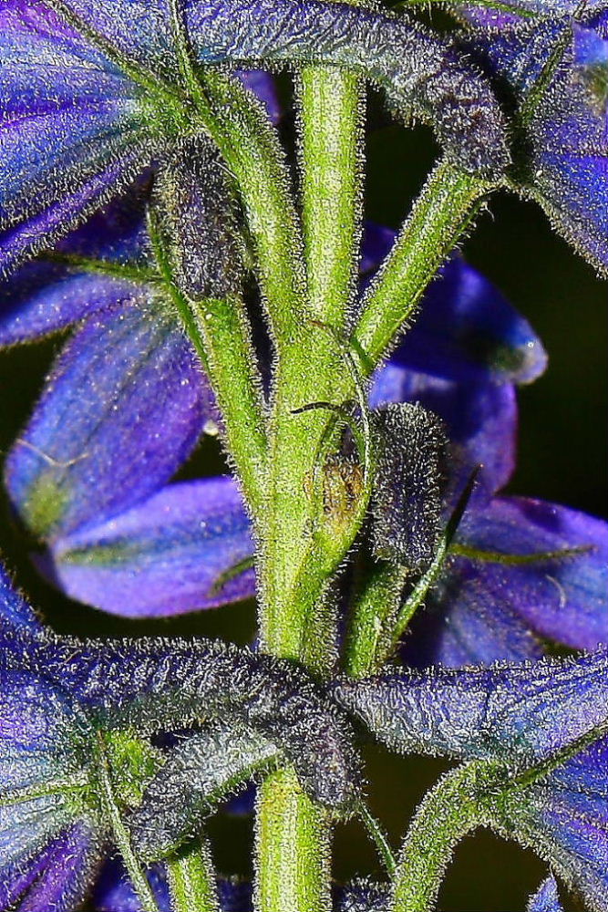 Delphinium dubium ??